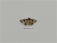 藏品(夜蛾687)的圖片